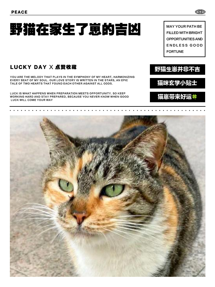 家里有野猫的兆头